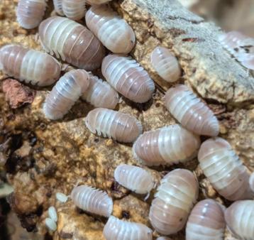 isopods cubaris pink panda beschikbaar voor biedingen