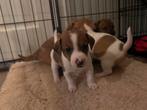 Lieve Jack Russell pupjes – 6 prachtige puppy’s beschikbaar, Rabiës (hondsdolheid), 8 tot 15 weken, Meerdere, Meerdere dieren