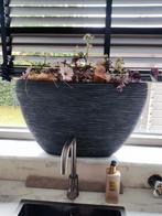 Capi opgemaakte bloempot intratuin, Kunststof, Minder dan 30 cm, Rond, Ophalen of Verzenden
