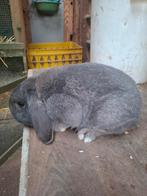 Nederlandse hangoordwerg nhd blauwgrauw, Dieren en Toebehoren, Konijnen, Mannelijk, Dwerg, Hangoor, 0 tot 2 jaar