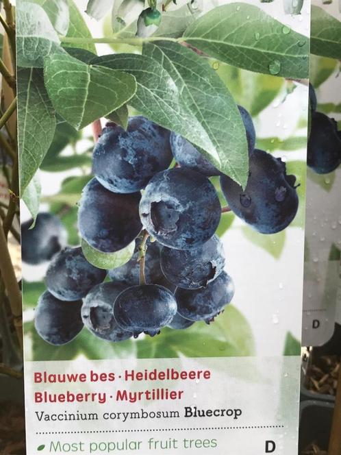 Blauwe bessen pakket 4 planten voor 12,50, Tuin en Terras, Planten | Fruitbomen, Overige soorten, Minder dan 100 cm, Volle zon
