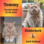 Help ons zoeken naar Tommy  🙏, Kater