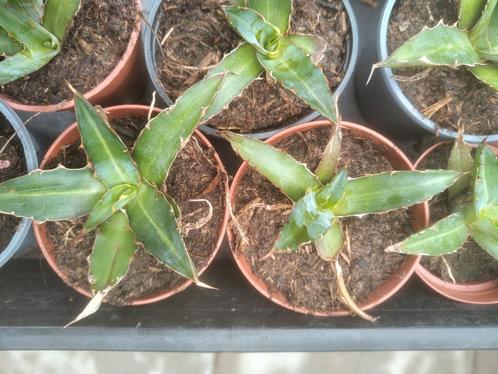 diverse terras balkon planten str, Tuin en Terras, Planten | Tuinplanten, Overige soorten, Volle zon, Zomer, Ophalen of Verzenden