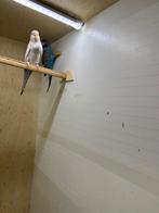 Blackfase grasparkieten, Dieren en Toebehoren, Vogels | Parkieten en Papegaaien, Meerdere dieren, Parkiet, Geringd