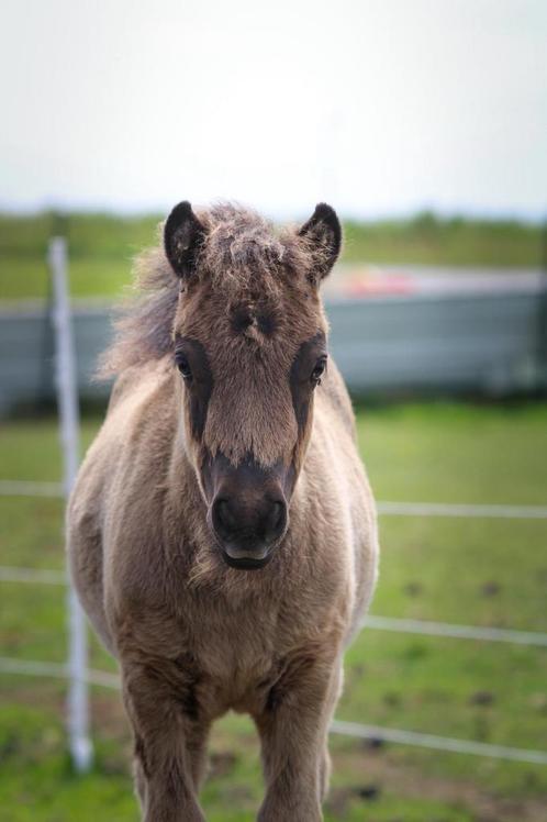 NSPS merrie en NSPS Hengstveulen, Dieren en Toebehoren, Paarden, Merrie, Niet van toepassing, Minder dan 160 cm, 11 jaar of ouder