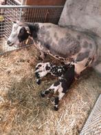 Bont stelletje met 2 ram lammer, Mannelijk, Schaap