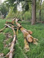boomstammen, 6 m³ of meer, Ophalen, Overige houtsoorten, Stammen