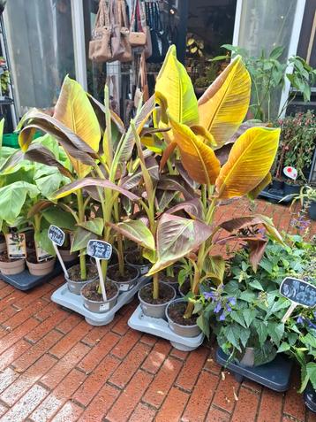 Musa Ever Red (bananenplant) beschikbaar voor biedingen