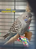 Blauwe  blackface, Vrouwelijk, Parkiet, Geringd