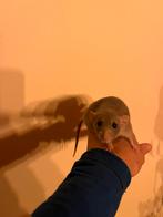 2 super lieve dwergratjes met grote kooi, Dieren en Toebehoren, Knaagdieren, Rat, Juni, Mannelijk, Tam