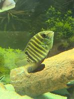 Heros cichlide, Vis, Zoetwatervis, Schoolvis