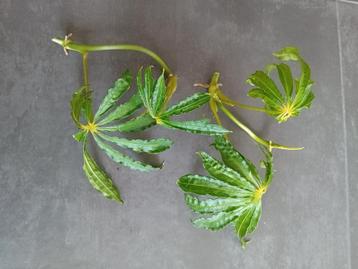 Anthurium Polyschistum Stekken beschikbaar voor biedingen