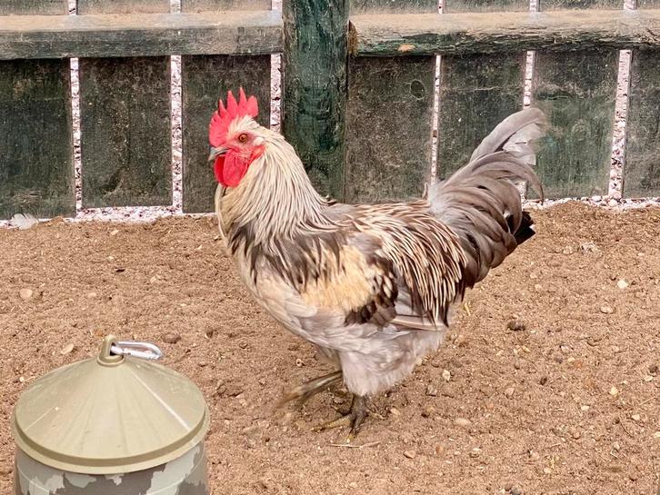 Mooie Silverudd Blue haan van Mei 2025, Dieren en Toebehoren, Pluimvee, Kip, Mannelijk