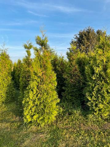 Thuja Brabant – Levensboom beschikbaar voor biedingen