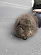Ch teddy zeug aqouti 16-3-'25, Dieren en Toebehoren, Knaagdieren, Vrouwelijk, Tam, Maart, Cavia