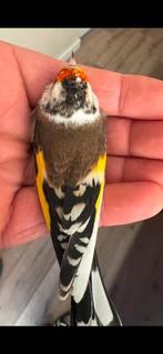 Te koop parva pop putter van 2025, Dieren en Toebehoren, Vogels | Overige Vogels, Vrouwelijk, Wildzangvogel