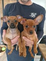 Enorm lieve miniature dwergpinscher - 2 knuffelkontjes (v/f), Overige rassen, CDV (hondenziekte), 8 tot 15 weken, Teef