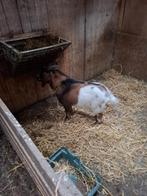 Bok staat der dekking, Dieren en Toebehoren, Schapen, Geiten en Varkens, Mannelijk, Geit, 0 tot 2 jaar