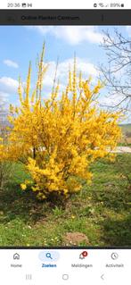 Forsythia mooie volle planten Biologische, Tuin en Terras, Planten | Tuinplanten, Volle zon, Vaste plant, Lente, Ophalen