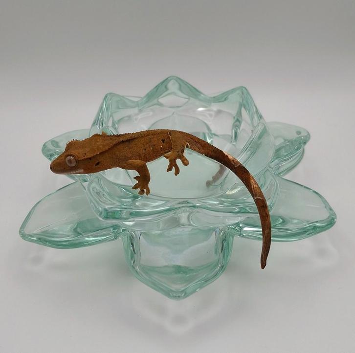 Leuke jonge dalmatian wimpergekko / crested gecko (0.0.1)