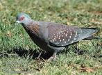 Guineaduif, Dieren en Toebehoren, Vogels | Duiven, Vrouwelijk, Tortelduif