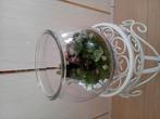 Terrarium Succulent, Huis en Inrichting, Ophalen of Verzenden, Halfschaduw, Minder dan 100 cm