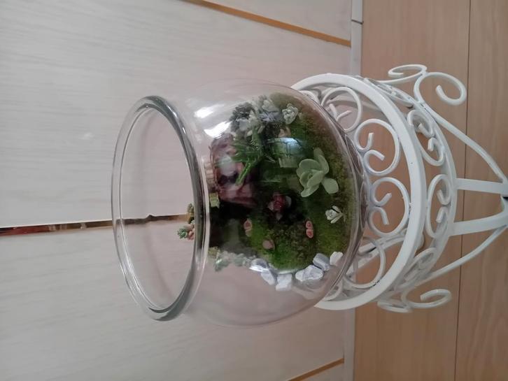 Terrarium Succulent, Huis en Inrichting, Kamerplanten, Minder dan 100 cm, Halfschaduw, Ophalen of Verzenden