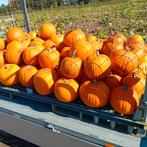 Partij Halloween pompoenen., Ophalen, Overige soorten, Minder dan 100 cm