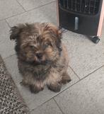 Lieve pup, kruising havenezer en pomeriaan, 15 weken tot 1 jaar, Teef, Eén hond, Nederland