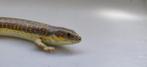 Eumeces scheideri (Berberskink), 0 tot 2 jaar