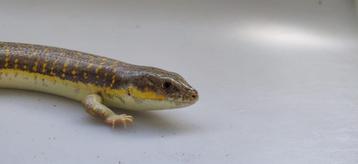 Eumeces scheideri (Berberskink) beschikbaar voor biedingen