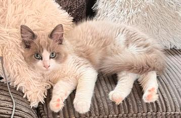 Ragdoll kitten met stamboom uit geteste ouders beschikbaar voor biedingen