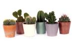 Cactus mix in Avignon sierpot, Huis en Inrichting, Cactus, Minder dan 100 cm, Halfschaduw, Verzenden