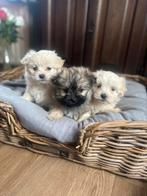 3 super leuke york X boomer pups te koop, Overige rassen, 8 tot 15 weken, Meerdere, Meerdere dieren