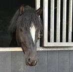 Stoere 4 jarige pony te koop, Dieren en Toebehoren, Pony's, Ruin, B, D pony (1.37m tot 1.48m), 3 tot 6 jaar