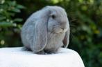 Franse hangoor konijn, Dieren en Toebehoren, Konijnen, Mannelijk, Groot, Hangoor, 0 tot 2 jaar