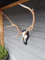 Verschillende damhert/edelhert geweien, Verzamelen, Dierenverzamelingen, Ophalen, Gebruikt, Hert, Schedel