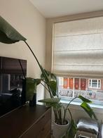 Strelitzia Nicolai XL - Paradijsvogelplant, Ophalen, Overige soorten, Halfschaduw, In pot