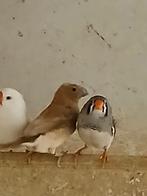 Zebravinken, Dieren en Toebehoren, Meerdere dieren, Tropenvogel, Geringd