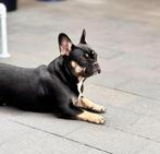 Te Koop Franse Bulldog, Dieren en Toebehoren, Honden | Bulldogs, Pinschers en Molossers, CDV (hondenziekte), 1 tot 2 jaar, Teef