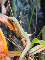 Phelsuma Robertmertensi 1.0, Dieren en Toebehoren, Reptielen en Amfibieën, 0 tot 2 jaar