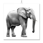 Tegel Met Opdruk | Olifanten | Inclusief Geschenkdoos, Ophalen of Verzenden, Nieuw