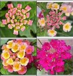 Wisselbloem (Lantana camara) nr.80, Ophalen of Verzenden, Zomer