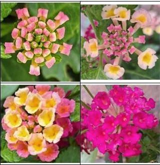 Wisselbloem (Lantana camara) nr.80, Tuin en Terras, Planten | Tuinplanten, Zomer, Ophalen of Verzenden