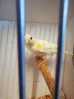 Kanarie pop, Dieren en Toebehoren, Vrouwelijk, Kleurkanarie