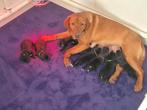 Te koop Boulab pups uit huis/woonkamer, Rabiës (hondsdolheid), 8 tot 15 weken, Labrador retriever, Meerdere