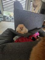 Pomeriaan pups teefjes, Particulier, Keeshond, 15 weken tot 1 jaar, Buitenland