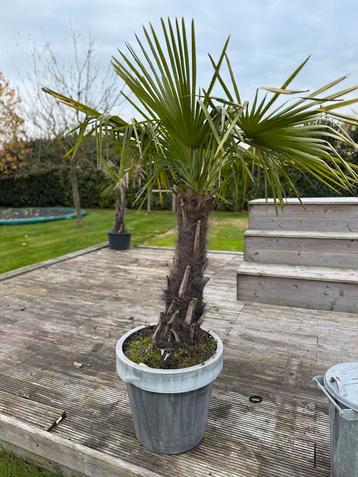 Winterharde Palmboom - Stamhoogte 70cm beschikbaar voor biedingen