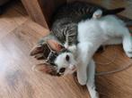 Kittens, Dieren en Toebehoren, Katten en Kittens | Overige Katten, Meerdere dieren