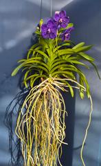 Vanda Tweed Blue Motherplant XL